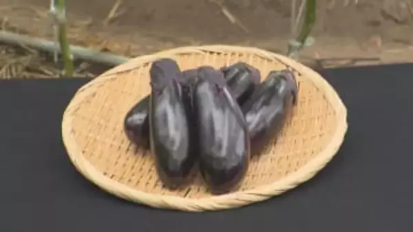 とげのないナス「とげなし美茄子(ビーナス)」　出荷本格化