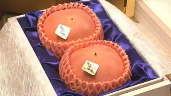岐阜県産ブランド柿の初競り　最上級品「天下人」が2個111万円で落札　愛知・豊山町「名古屋市中央卸売市場 北部市場」