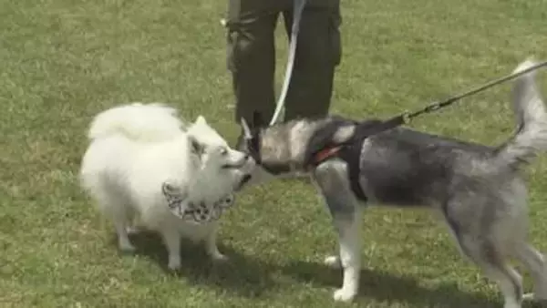 ペットとのふれ合いイベント　愛犬と「ヨガ」も　三重・御浜町