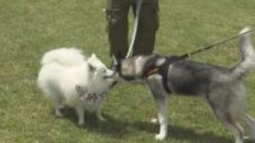 ペットとのふれ合いイベント　愛犬と「ヨガ」も　三重・御浜町