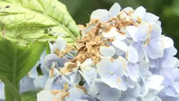 アジサイの花を“チョッキリ” 　名所も苦悩…意外な犯人とは？