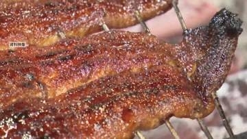 「一色産うなぎ」出荷ピーク　去年と比べ3割ほど安く　シラスウナギ豊漁　愛知・西尾市