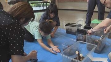 秋の音色を響かせる　スズムシ約500匹を無料配布　三重・紀北町