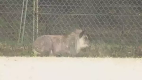 捕獲の準備進む　名古屋市の住宅街にニホンカモシカ　左後脚を引きずる様子に、けがの可能性も　名古屋・名東区