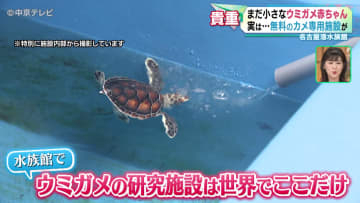 “夏の風物詩”小さなウミガメの赤ちゃんの展示　実は･･･水族館でウミガメの研究施設は世界でここだけ！　無料で散歩しながらウミガメが楽しめる穴場スポット　名古屋港水族館