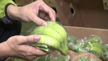 バナナなのに黄色にできない!? 中東情勢で熟成に不可欠なガスが高騰、菊の出荷工場は資材不足「在庫分しか…」