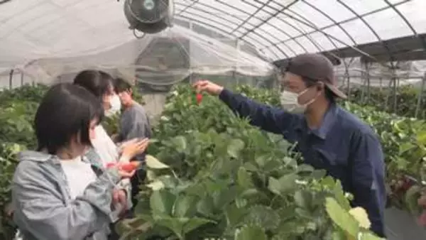 春休みに「イチゴ狩り」家族連れでにぎわう　三重県が開発した品種「かおり野」　三重・御浜町