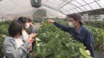 春休みに「イチゴ狩り」家族連れでにぎわう　三重県が開発した品種「かおり野」　三重・御浜町