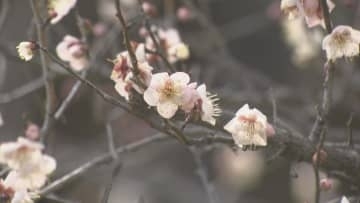 「佐布里池梅まつり」始まる 愛知・知多市