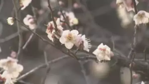 「佐布里池梅まつり」始まる 愛知・知多市
