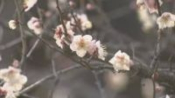 「佐布里池梅まつり」始まる 愛知・知多市
