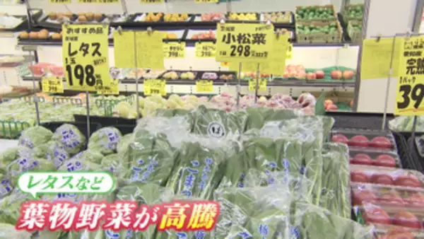 「レタスが買えない…」価格は去年の2倍超に　葉物野菜の高騰で悲鳴　いま買うべき“お値打ち野菜”は？