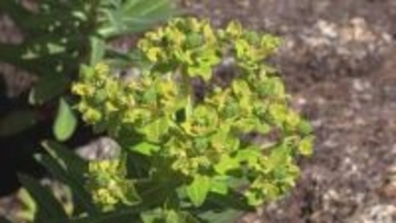 黄色い花を咲かせる希少種「イワタイゲキ」　見ごろを迎える　三重・熊野市