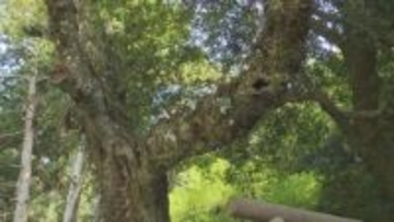 御神木に根を張る珍しい花「セッコク」が見頃　三重・紀宝町