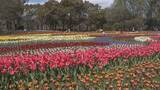 「木曽三川公園センターでチューリップが見頃　「チューリップ祭り」で約110品種　岐阜・海津市」の画像1