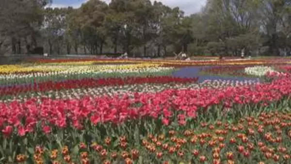 木曽三川公園センターでチューリップが見頃　「チューリップ祭り」で約110品種　岐阜・海津市