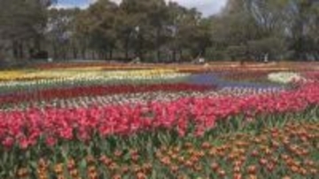 木曽三川公園センターでチューリップが見頃　「チューリップ祭り」で約110品種　岐阜・海津市