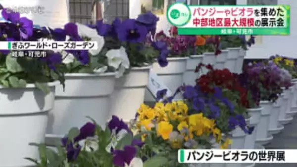 パンジーやビオラを集めた中部地区最大規模の展示会　岐阜・可児市