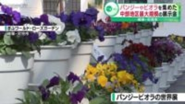 パンジーやビオラを集めた中部地区最大規模の展示会　岐阜・可児市