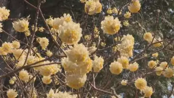 3本に分かれた枝先に黄色い花　春を告げる“ミツマタ”見ごろ　三重・熊野市