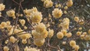 3本に分かれた枝先に黄色い花　春を告げる“ミツマタ”見ごろ　三重・熊野市