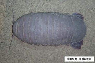 鳥羽水族館のダイオウグソクムシ　最後の1個体「No.34」が死ぬ　19年にわたる飼育展示の歴史にひと区切り　三重・鳥羽市
