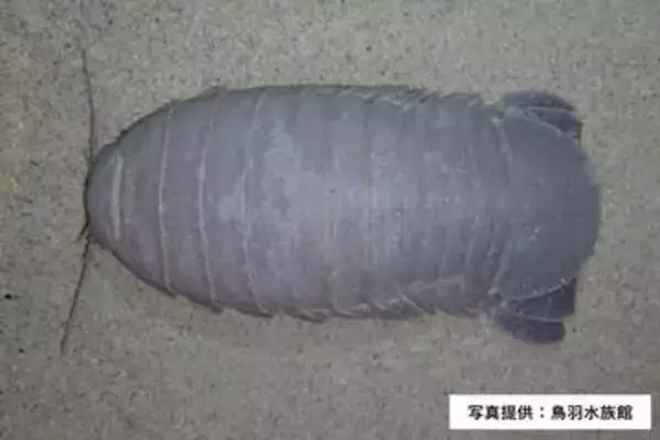 鳥羽水族館のダイオウグソクムシ　最後の1個体「No.34」が死ぬ　19年にわたる飼育展示の歴史にひと区切り　三重・鳥羽市