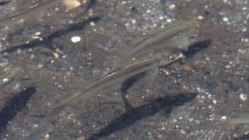 “あの堀川”にアユの群れがやってきた！ヘドロに悪臭、メタンガス…地道な清掃活動が呼び込んだ奇跡「夢だったのが、現実になった」