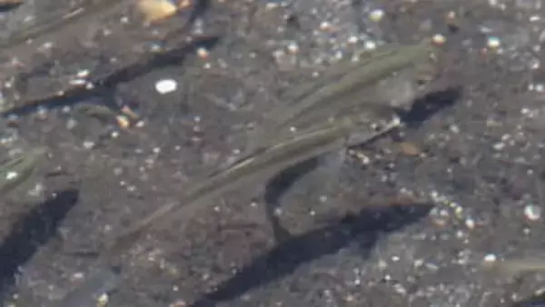 “あの堀川”にアユの群れがやってきた！ヘドロに悪臭、メタンガス…地道な清掃活動が呼び込んだ奇跡「夢だったのが、現実になった」
