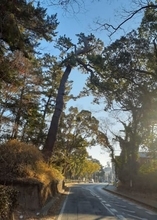 “樹齢300年”豊橋公園のクロマツ、道路側に傾く...「幹に2メートルの裂け目」倒木の危険から緊急伐採へ　1/31～2/1公園付近を交通規制【迂回ルート掲載】