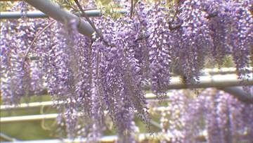 フジの花が見頃　今年は例年より1週間ほど早く咲き始める　三重・津市