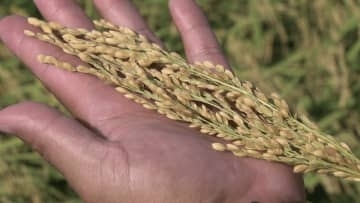 続く“令和のコメ騒動”　増産決定も今年の値下がりは期待薄か…　新米シーズン到来で5キロ4000円台に？　「去年の5キロの値段が今の2キロの値段」