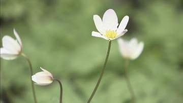 ニリンソウの花が例年より早く咲き始める　岐阜・高山市