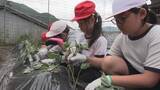 「児童と園児らがさつまいもの苗植え体験　三重・尾鷲市の賀田小学校」の画像1