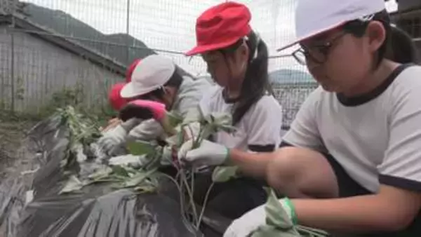 児童と園児らがさつまいもの苗植え体験　三重・尾鷲市の賀田小学校