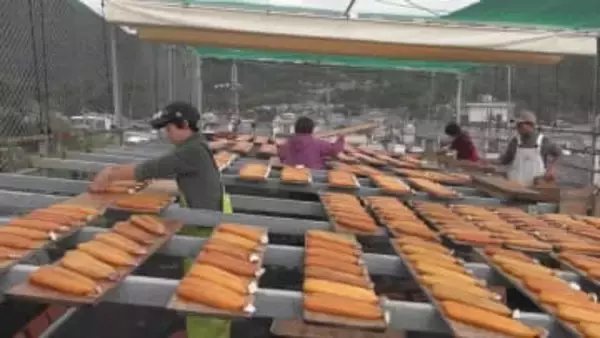 三重・尾鷲市　高級珍味「カラスミ」作りが最盛期迎える