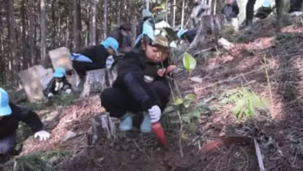 保育園児が育てた苗木の植樹行われる　ツバキや桜など４種類　三重・尾鷲市