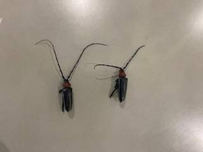 梅の果樹園でクビアカツヤカミキリ被害を確認　果樹園での発見は県内初　岐阜県