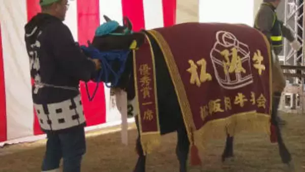 過去最高値の５２５９万円で落札　松阪牛の品評会　三重・松阪市