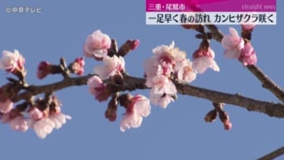 一足早く春の訪れ カンヒザクラ咲く　三重・尾鷲市