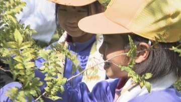 奥飛騨の特産品さんしょう　高山市の小学生らが摘み取り体験　人手不足の中自らで取り組み始める