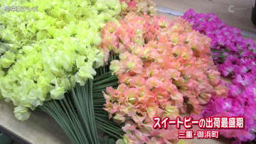 スイートピーの出荷最盛期　花言葉は「思い出」「門出」　三重・御浜町