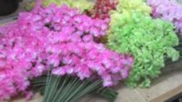 スイートピーの出荷最盛期　三重・御浜町　花言葉は「思い出」「門出」