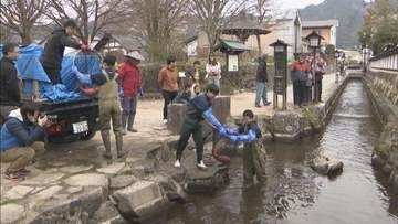 コイの“引っ越し”　冬を越すための池から川に戻る　岐阜・飛騨市古川町