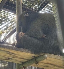 東山動植物園でマンドリルの赤ちゃん誕生　飼育員が授乳する様子を確認　運が良ければ仲むつまじい母子の姿が見られるかも