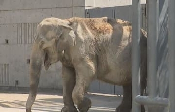 今年４月に５７歳を迎えたアジアゾウのふじ子、高齢のために死ぬ　愛知・岡崎市の東公園動物園