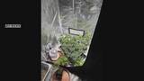 「自宅で大麻数百グラムを販売目的で所持した疑いで男を逮捕　愛知・新城市」の画像1