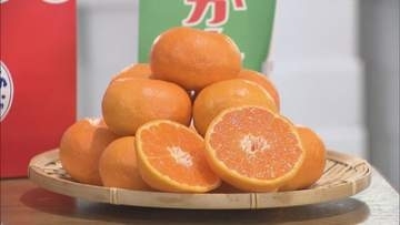平均糖度が12度以上　「蒲郡温室みかん」の出荷最盛期　愛知・蒲郡市