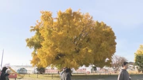 樹齢102年のイチョウの木が見ごろ　高さは約17メートル　愛知・豊川市