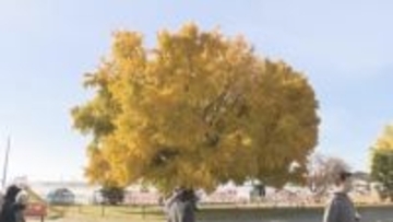 樹齢102年のイチョウの木が見ごろ　高さは約17メートル　愛知・豊川市